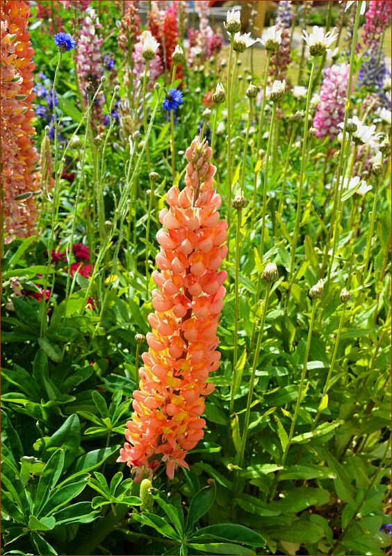 Falkland foxglove